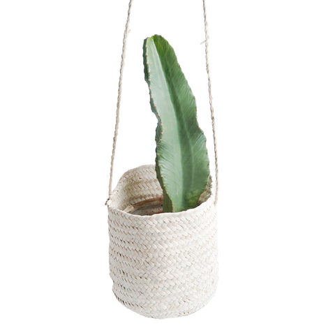 Cesta de Palma